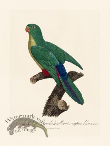 Barraband Parrot 056